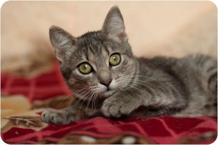 Котёнок в дар, фотография 6