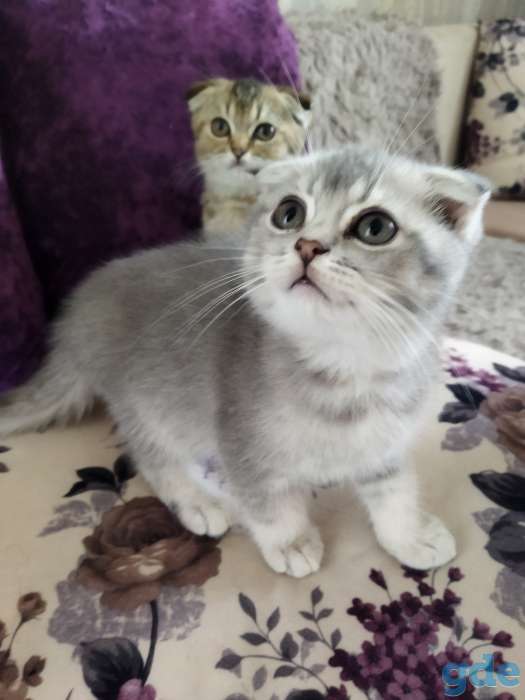 Продам котят, фотография 6