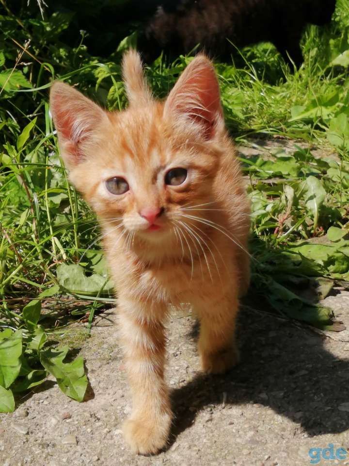 Котята в добрые руки, фотография 1