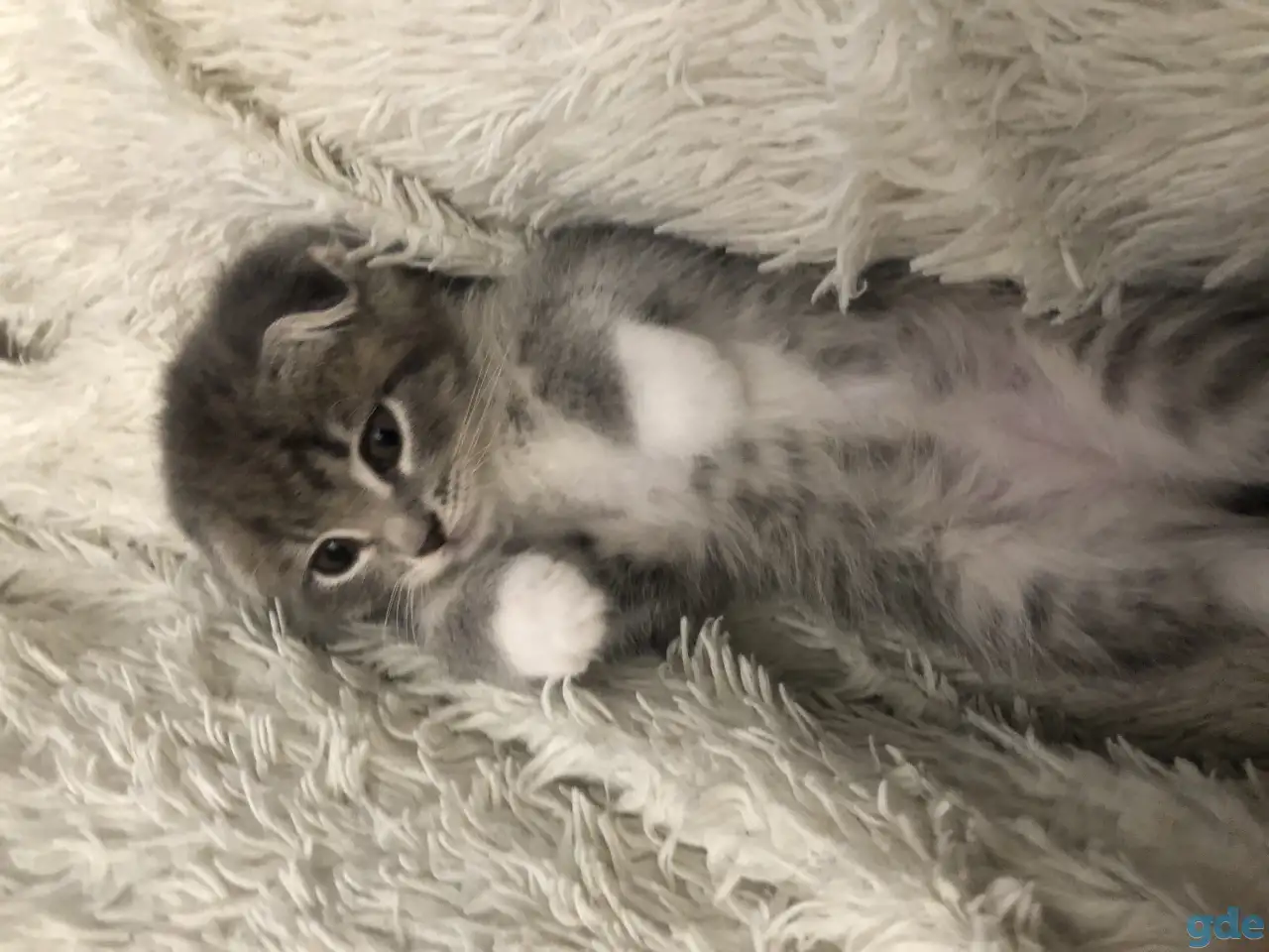 Шотландские вислоухие котята, фотография 4