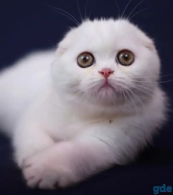 Шотландские котята, фотография 1