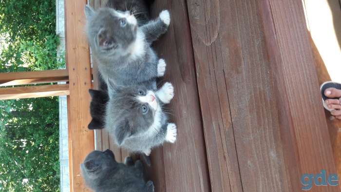 Предлагаю котят, фотография 4