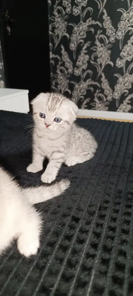 Шотландские котята, фотография 8