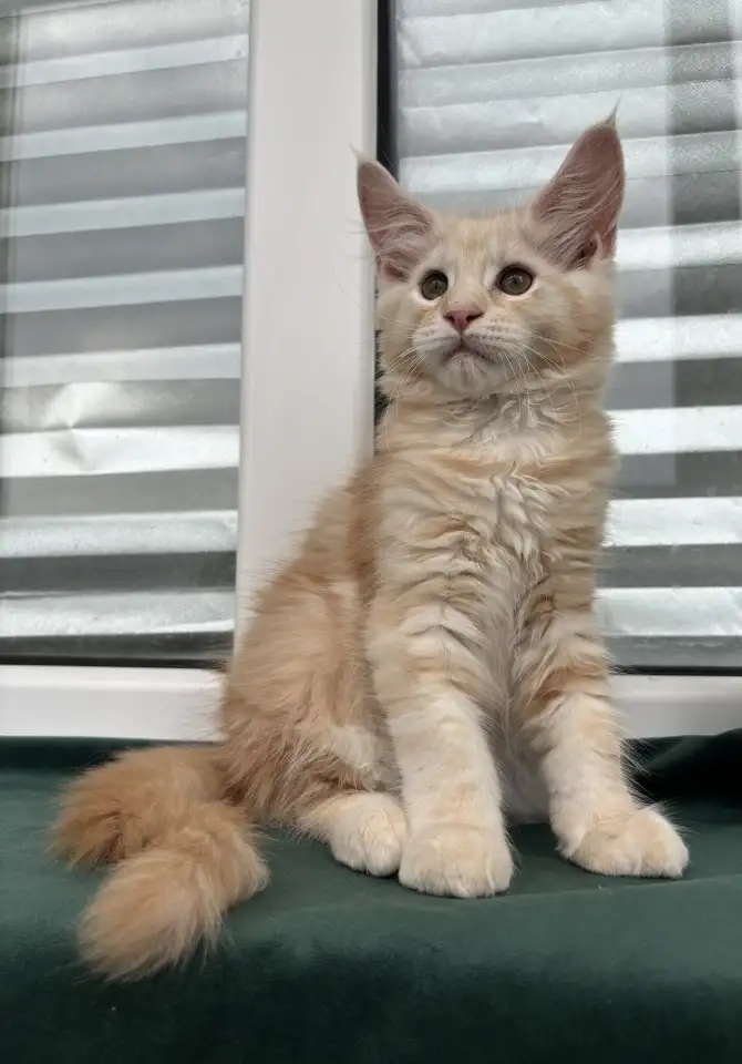Котенок мейн кун, фотография 1