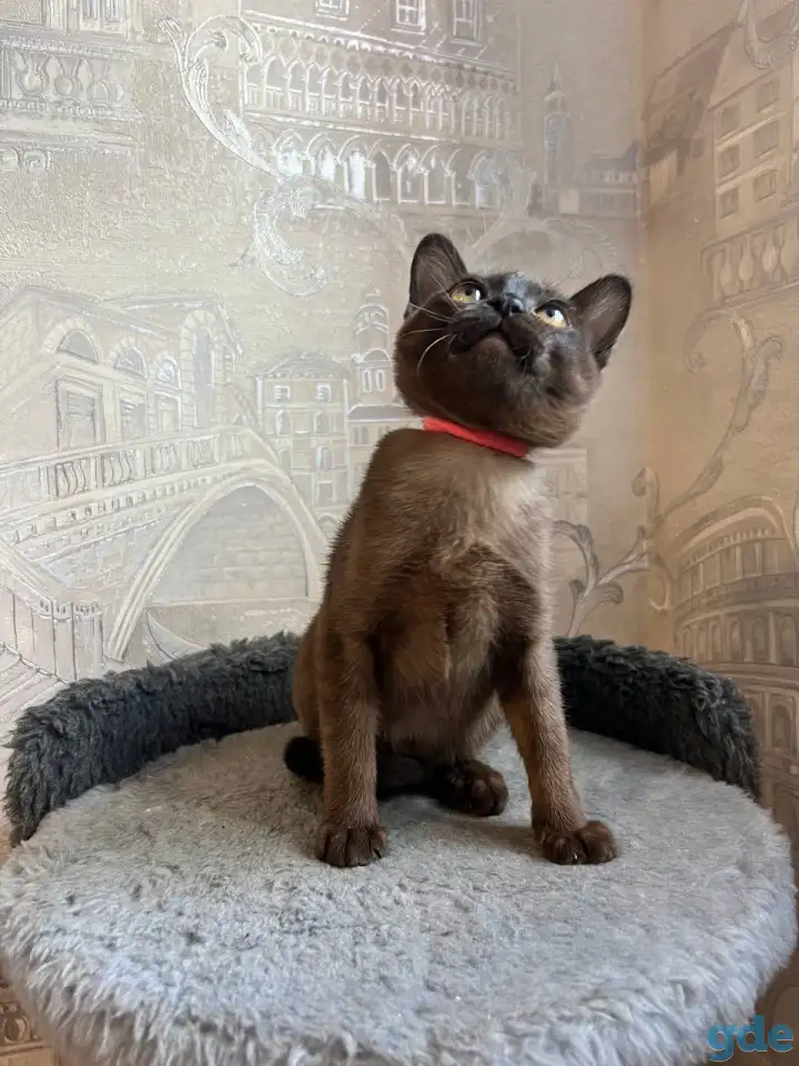 Котята европейской бурмы, фотография 10