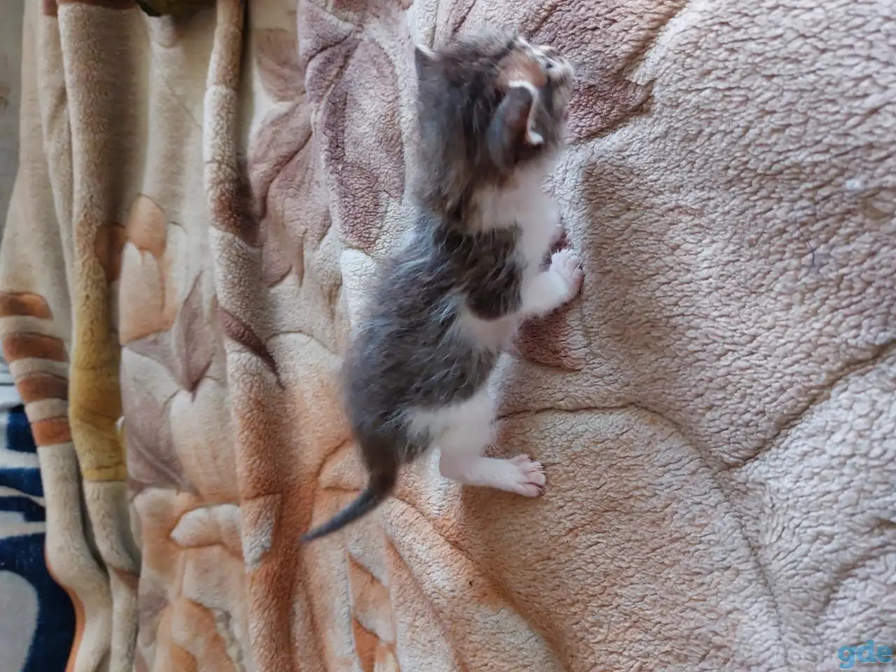 Котята в дар, фотография 11