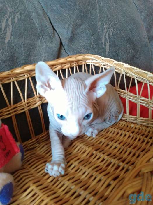 Котята сфинкса, фотография 5