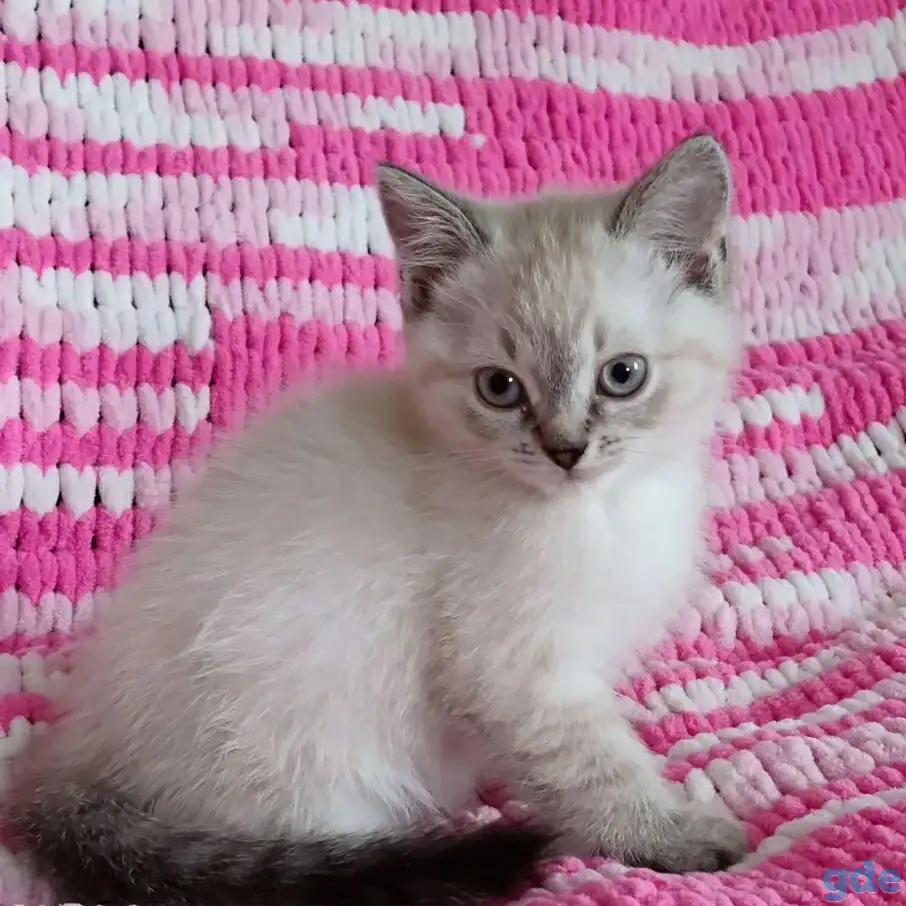 Котята, фотография 2