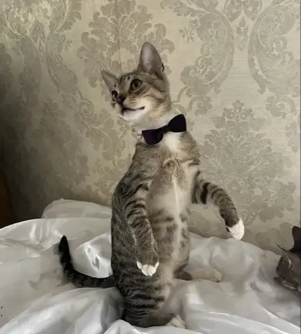 КОТЕНОК, фотография 3