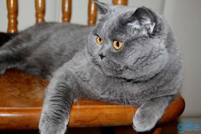 Британский короткошерстный.   Вязка., фотография 1
