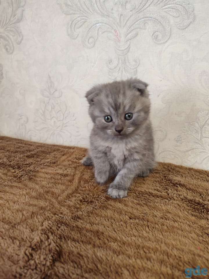 Продаю, фотография 4