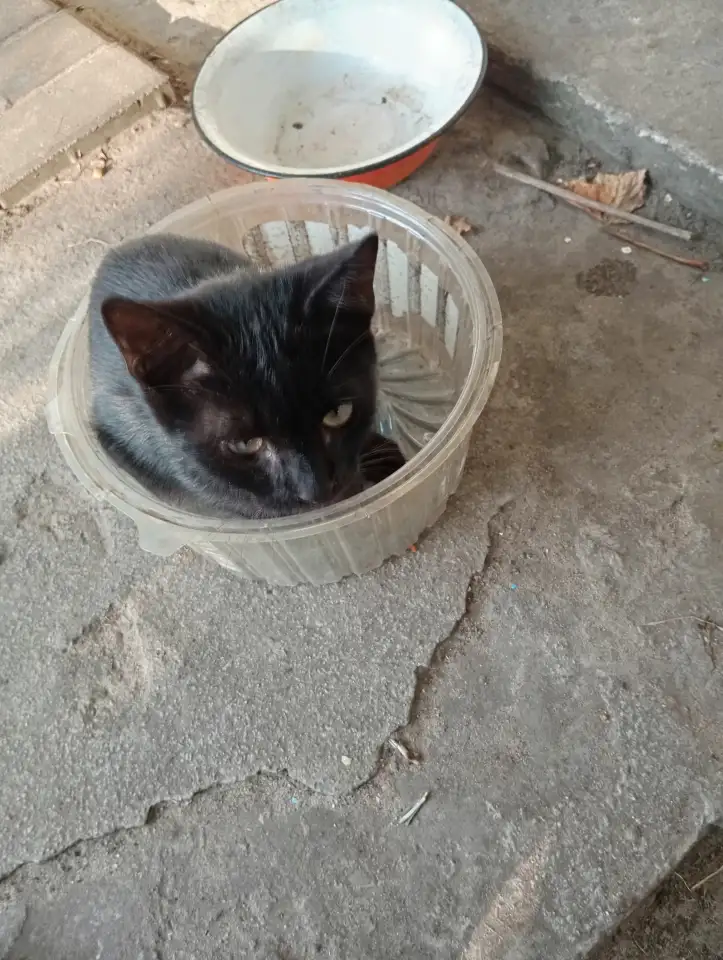 Самый лучший котенок, фотография 9