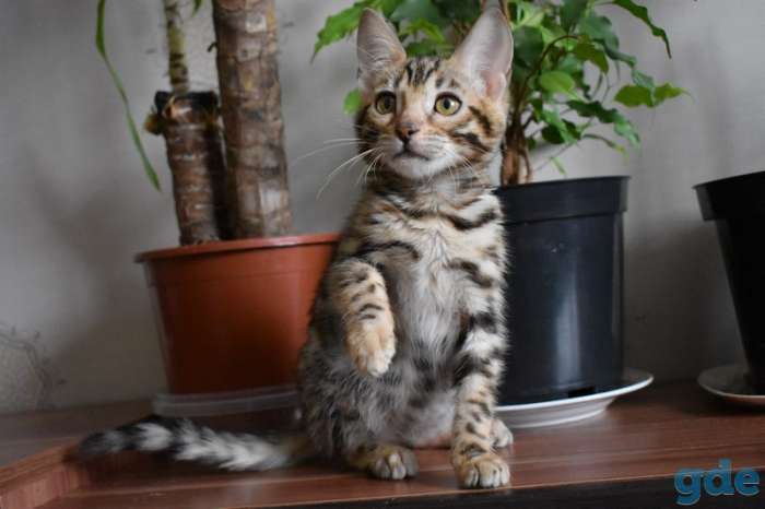 Бенгальский Бенгальские котята, фотография 2