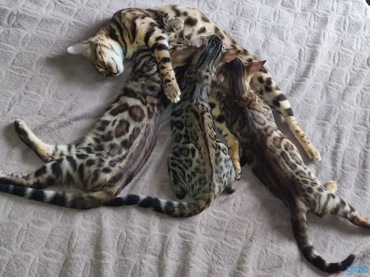 Бенгальские котята, фотография 7