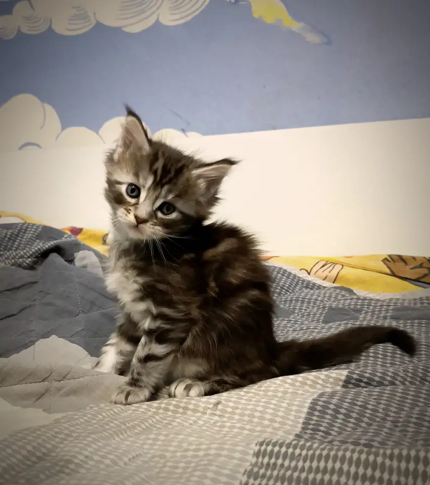 Котята Мейн-кун, фотография 10