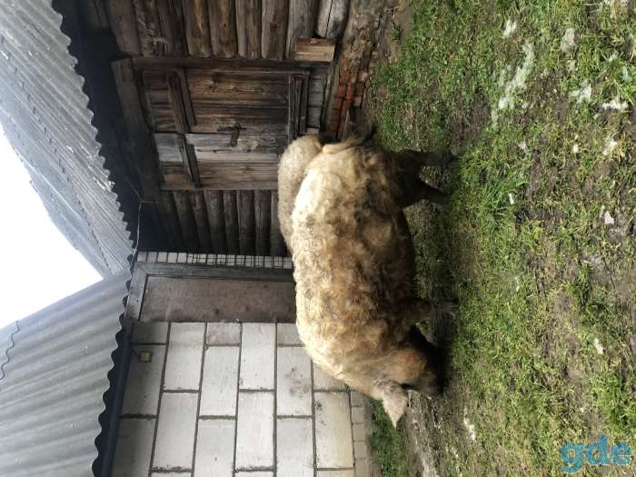Продаю 2 поросных свинок венгерской мангалицы., фотография 1