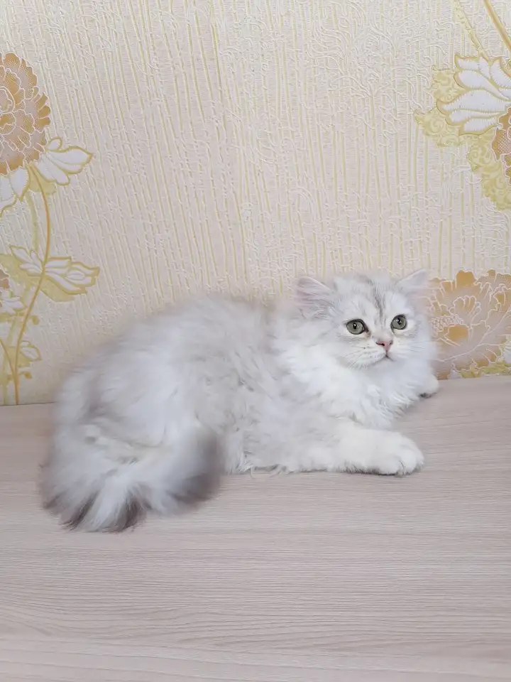 Британский котёнок, фотография 4