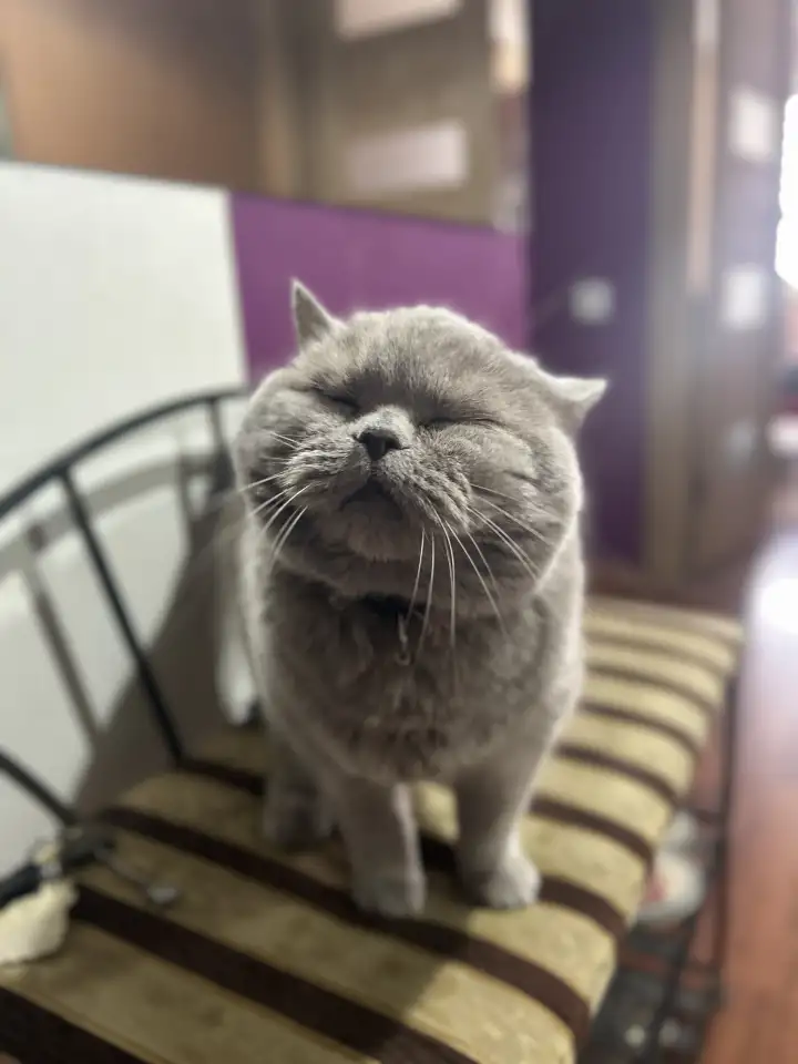 Кошка Мила в добрые руки, фотография 2