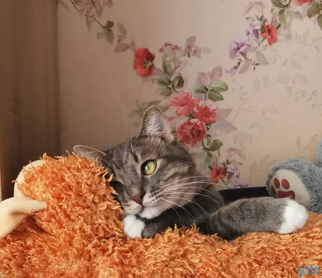Отдам котят, кошку и кота, фотография 10