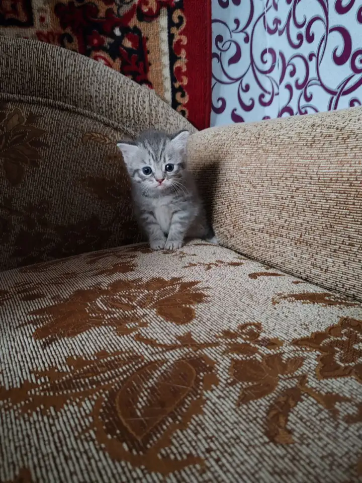 Британские котята, фотография 3