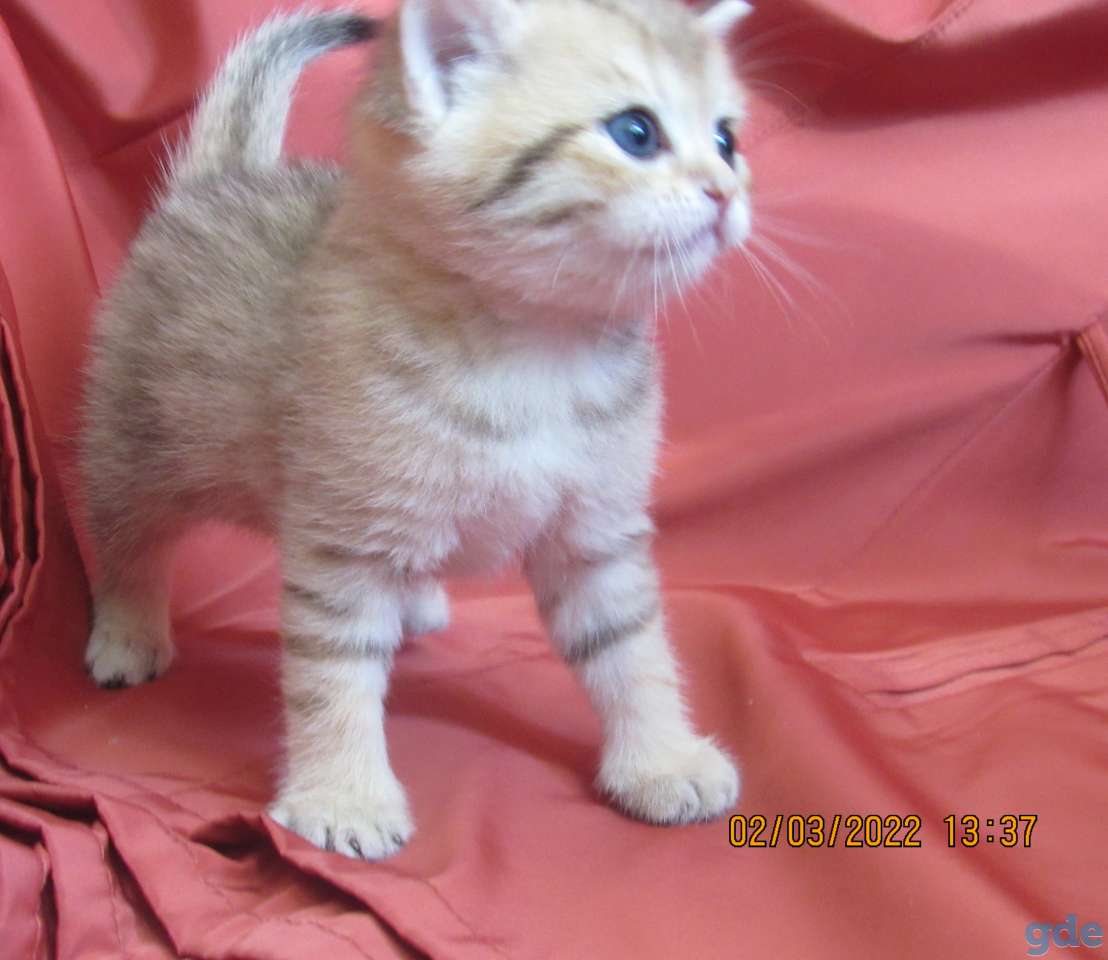 шотландские котята, фотография 9
