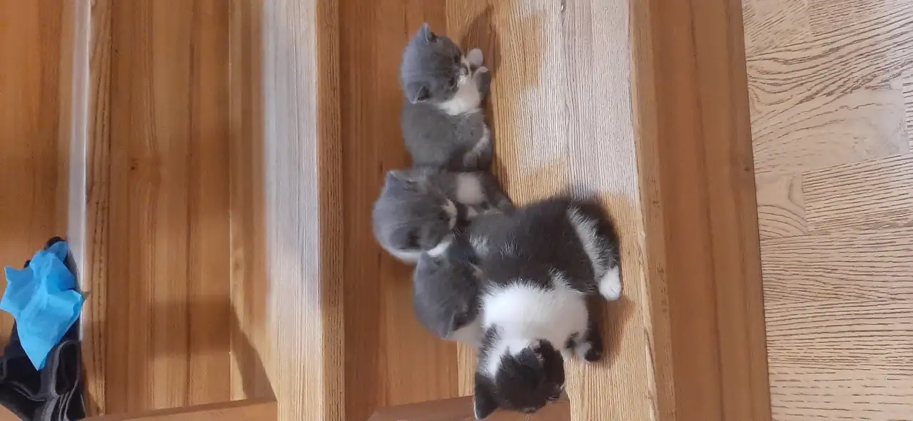 Котята в дар, фотография 5
