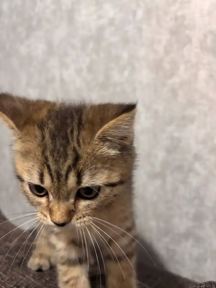 Котенок, фотография 1