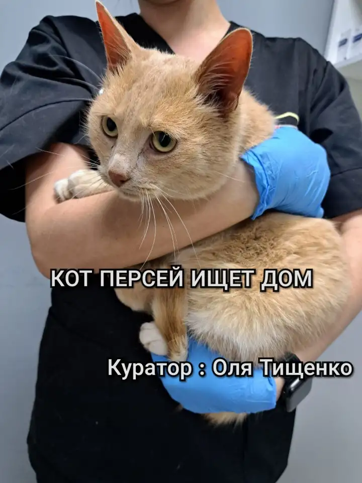 Кот Персей ищет дом, фотография 1