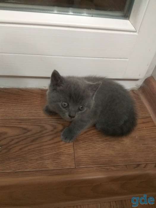 Шотландские котята, фотография 3
