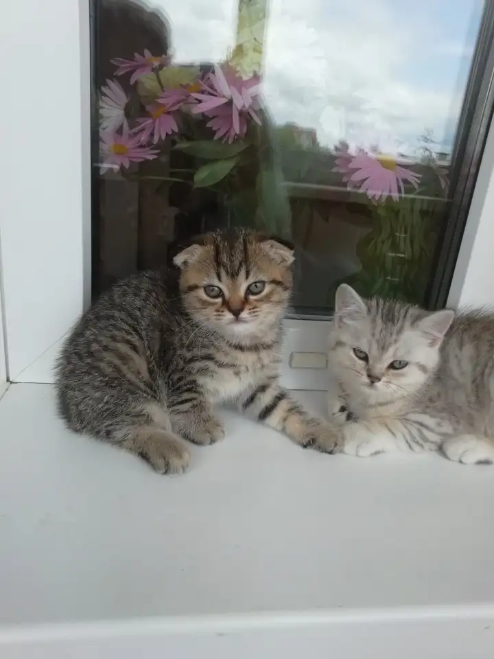 Котята шотландские, фотография 1