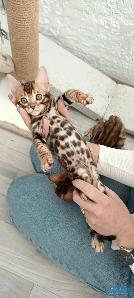 Бенгальские котята, фотография 5