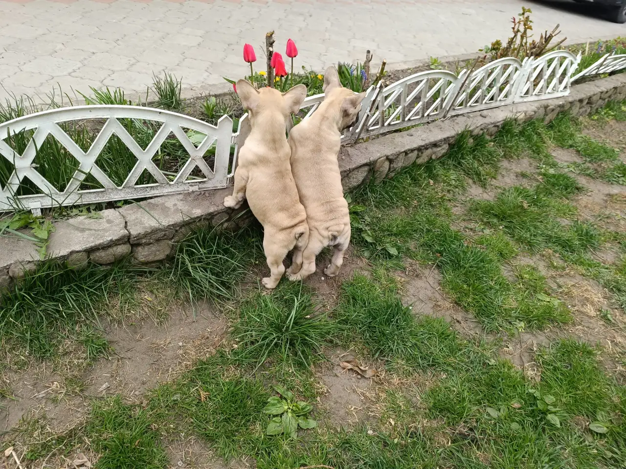 Щенок французского бульдога, фотография 4
