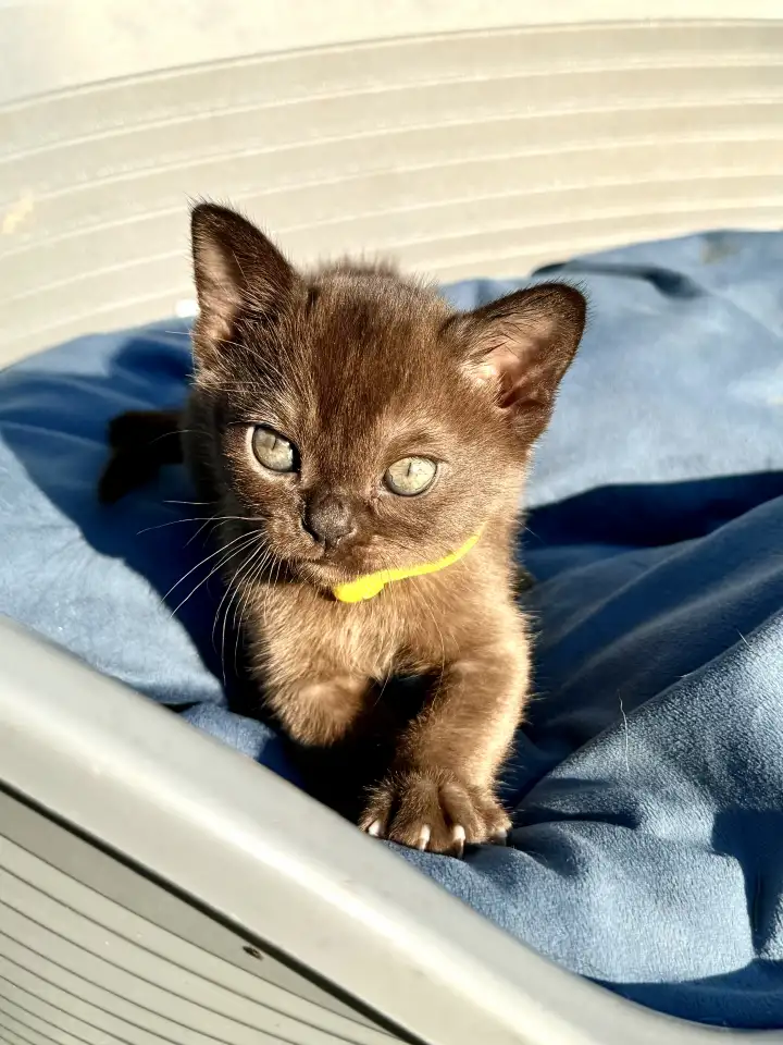 Котёнок Европейской бурмы, фотография 7