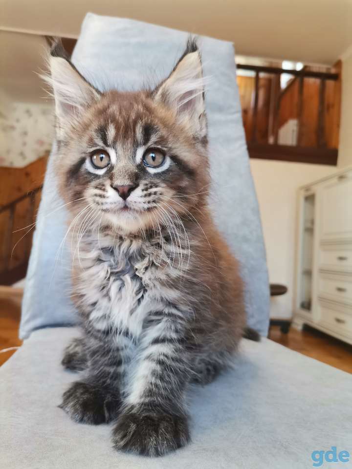 Котенок мейн-кун, фотография 3