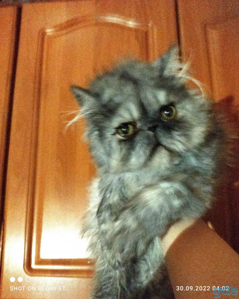 Персидские котята Экстремального типа чистокровные. Персы., фотография 15