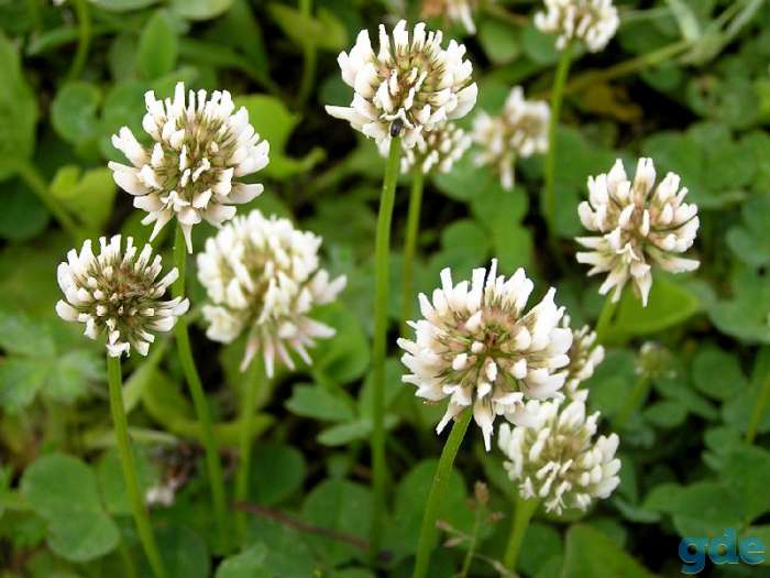 Клевер ползучий (белый) (Trifolium repens), фотография 1