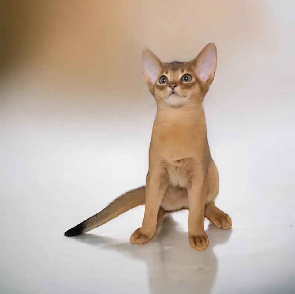 Абиссинские котята, фотография 5