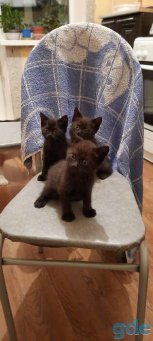 Котята, фотография 1