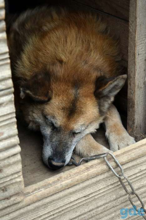 Тузик ищет дом, фотография 2