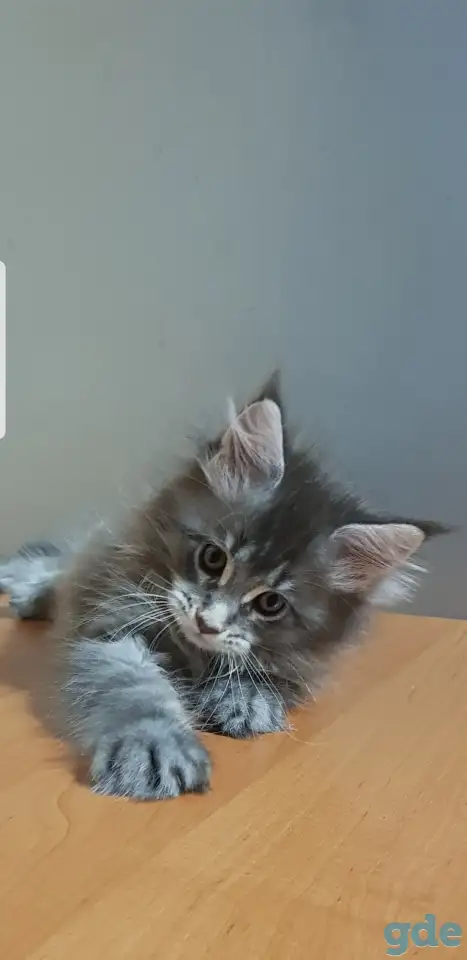 Кошечки мейн-кун, фотография 3