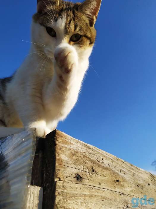 Котята в дар, фотография 3