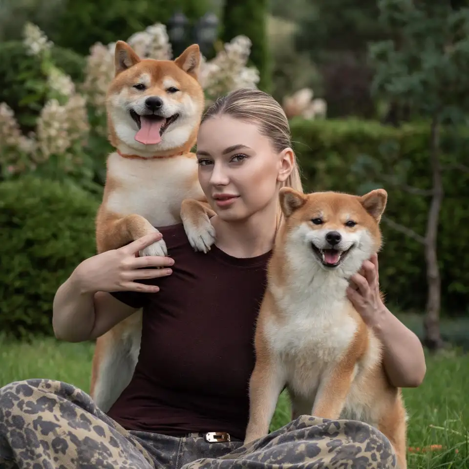 Щенки Сиба Ину, фотография 1