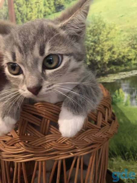 Котенок ищет дом, фотография 2