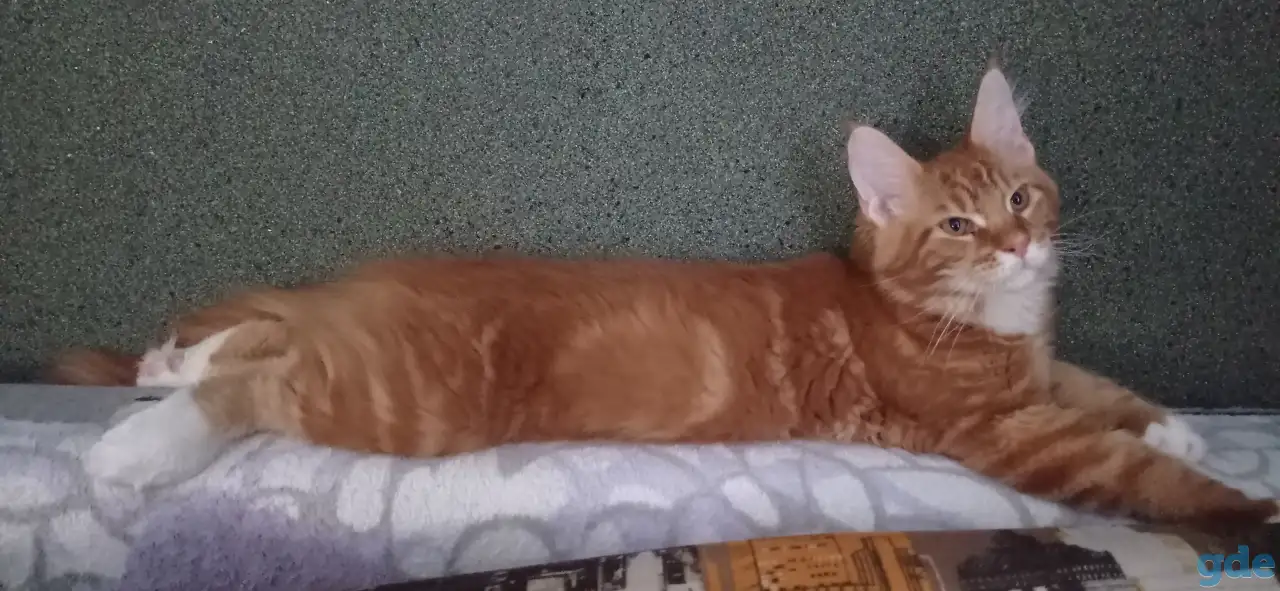 Котенок мейнкун (кот), фотография 1