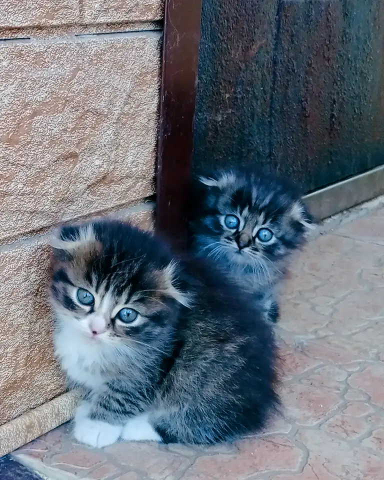 Вислоухие котята, фотография 1