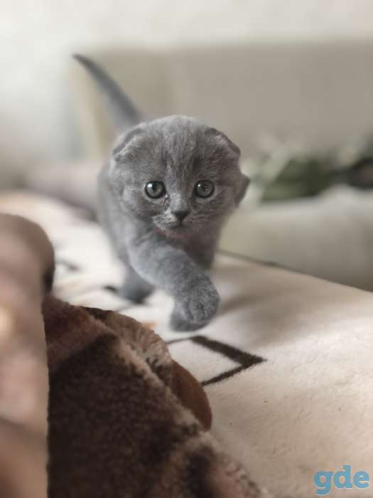 Продам котят, фотография 1