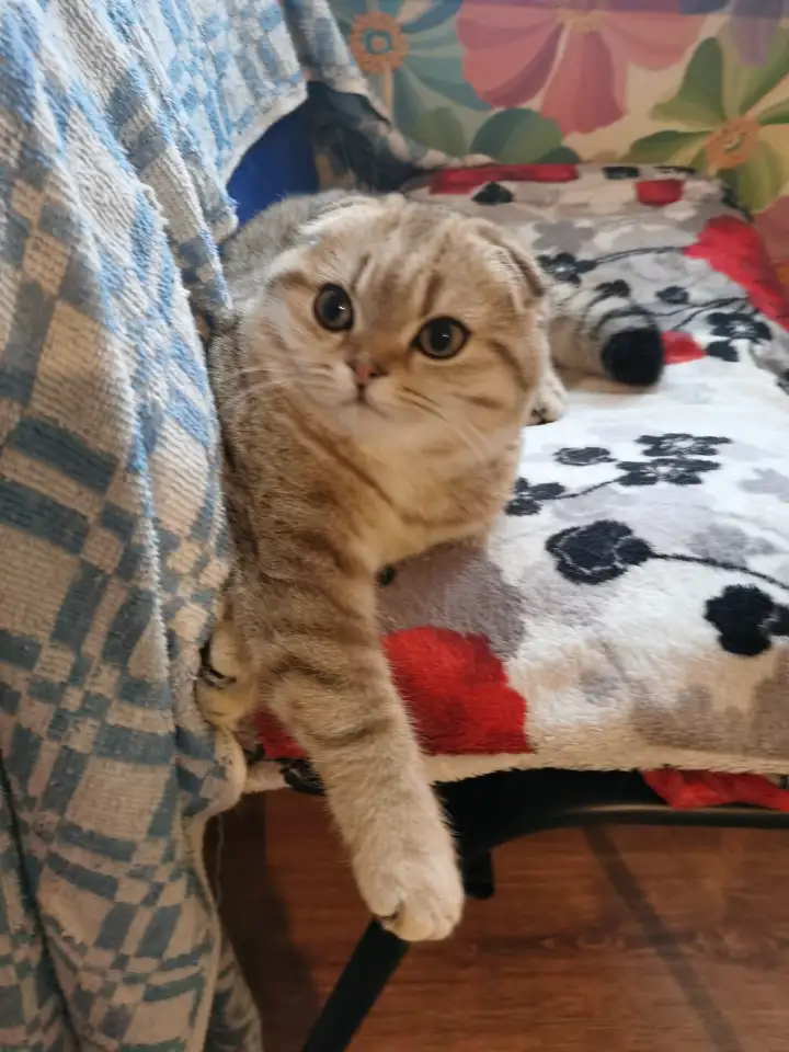 Продам котенка, фотография 1