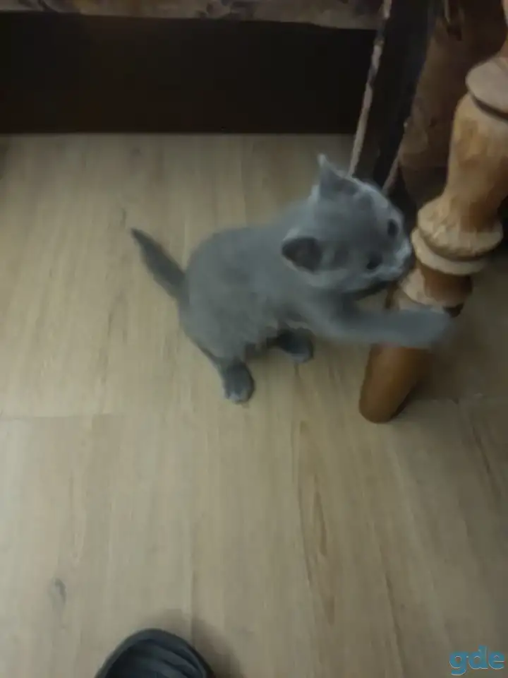 Британский котенок голубого окраса., фотография 4
