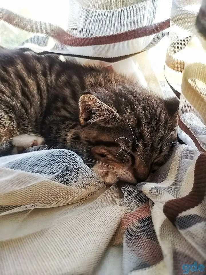 Котенок в добрые руки, фотография 3