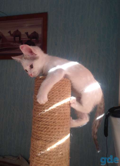 Котёнок ищет дом, фотография 6